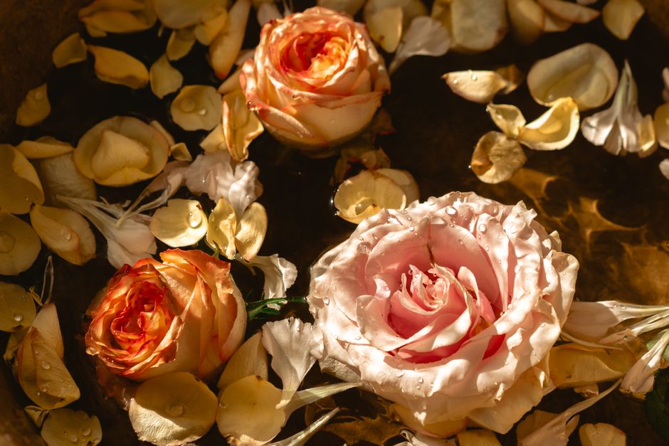 A beautiful close-up of roses with petals floating in water, accented by droplets.